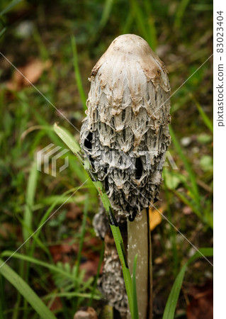Old weathered coprinus comatus mushroom on long leg standing in green grass 83023404