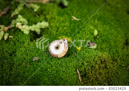 Empty snail shell resting upside down on green moss carpet Empty snail shell resting upside down on green moss carpet 83023428