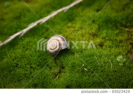 Brown empty snail shell resting on green moss carpet 83023429
