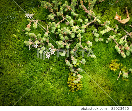 Succulents growing on green moss carpet in northen environment Succulents growing on green moss carpet in northen environment 83023430