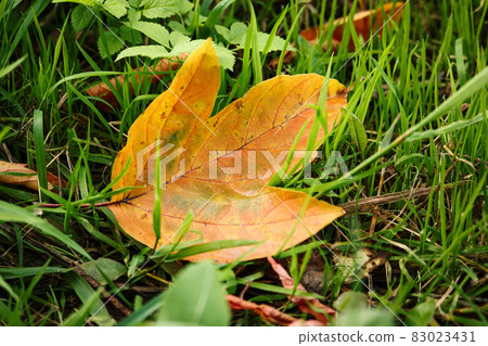 Yellow fallen autumn leaf resting on green grass Yellow fallen autumn leaf resting on green grass 83023431