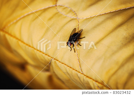 Big black fly sitting on yellow trxtured cussion 83023432