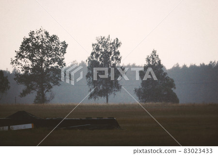 Three trees standing in a field under the rain near a forest line Three trees standing in a field under the rain near a forest line 83023433