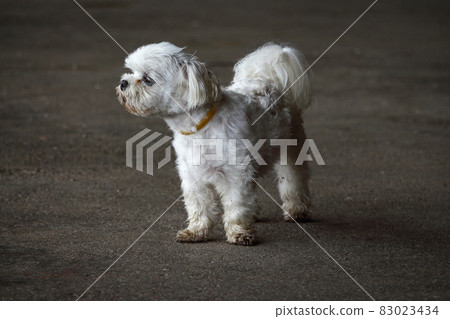 White little doggy with fluffy tail dirty after the rain standing on gray concrete floor 83023434