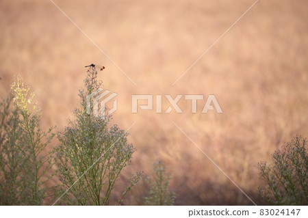 裁剪標記 83024147