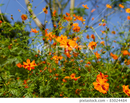 Kibana cosmos in autumn Kibana cosmos in autumn 83024484