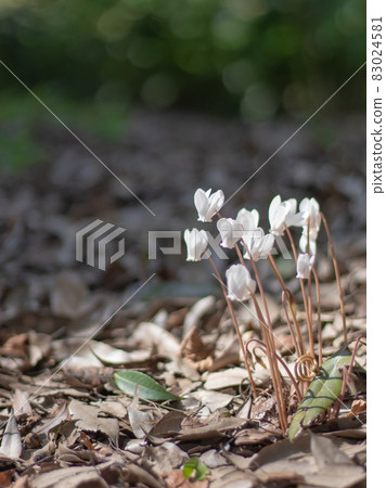 Progenitor cyclamen hederifolium Progenitor cyclamen hederifolium 83024581