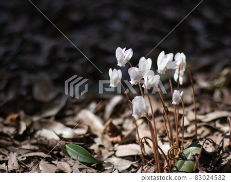 Progenitor cyclamen hederifolium 83024582