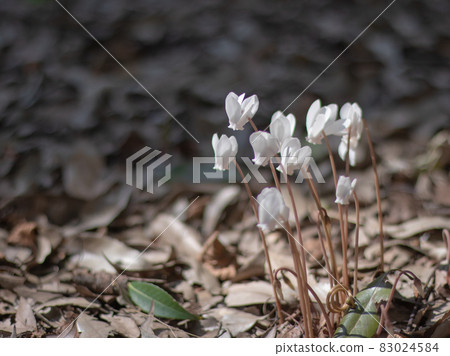 Progenitor cyclamen hederifolium 83024584
