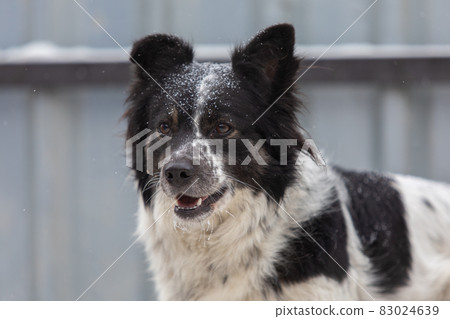 white and black dog on yard on snowy winter day. Waiting for someone to come. white and black dog on yard on snowy winter day. Waiting for someone to come. 83024639
