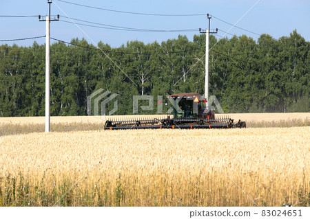 Harvester harvesting wheat field at sunny day Harvester harvesting wheat field at sunny day 83024651
