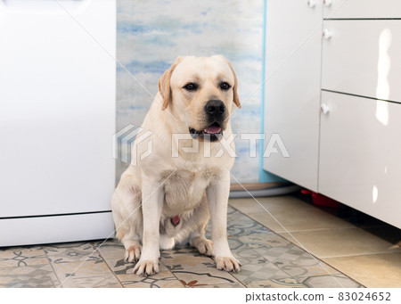 Big Labrador dog sitting at home. Animal waiting for its dinner. Big Labrador dog sitting at home. Animal waiting for its dinner. 83024652