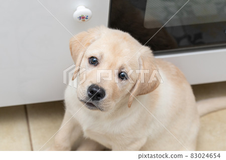 little Labrador puppy sitting in kitchen waiting for something to eat. little Labrador puppy sitting in kitchen waiting for something to eat. 83024654