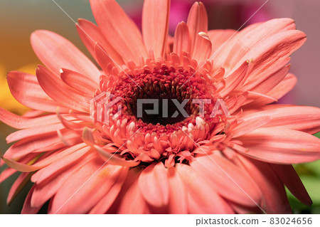 Large pink gerbera flower in garden. Pleasant surprise. Large pink gerbera flower in garden. Pleasant surprise. 83024656