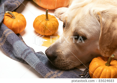 Dreaming, dozing Labrador dog near small orange pumpkins and knitted scarf. Concept weekend scene with autumn mood. Dreaming, dozing Labrador dog near small orange pumpkins and knitted scarf. Concept weekend scene with autumn mood. 83024683