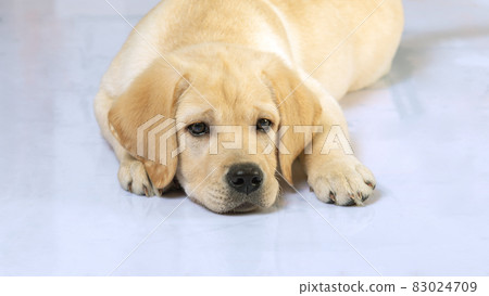 portrait of cute puppy dog laying on floor at home portrait of cute puppy dog laying on floor at home 83024709
