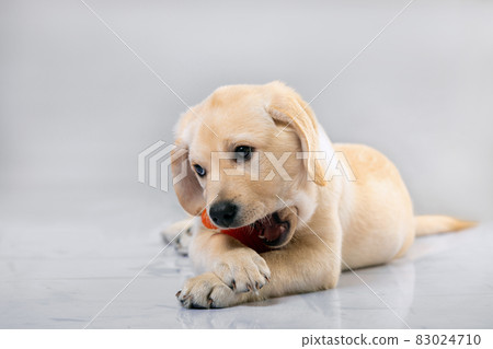 Little dog Labrador puppy playing with his toys on grey background Little dog Labrador puppy playing with his toys on grey background 83024710