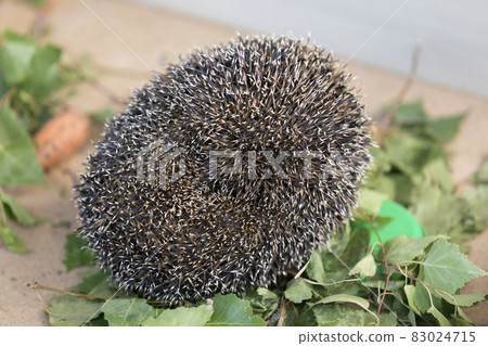 Close-up view of hedgehog ball defending himself Close-up view of hedgehog ball defending himself 83024715