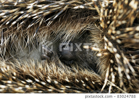Erinaceus europaeus hedgehog curled up showing nose Erinaceus europaeus hedgehog curled up showing nose 83024788