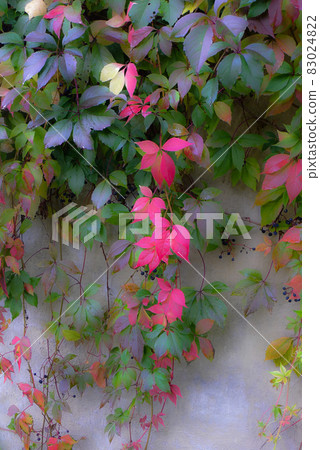 Autumn news from the foothills of the northern country 83024822