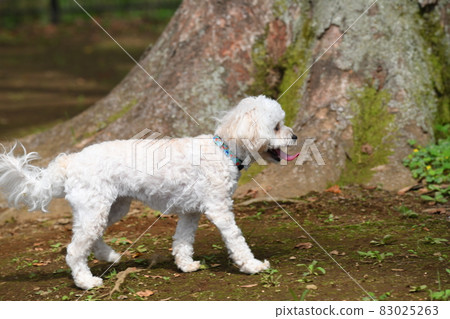 Maltipoo（在跑狗時） 83025263