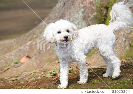 Maltipoo（在跑狗時） 83025264