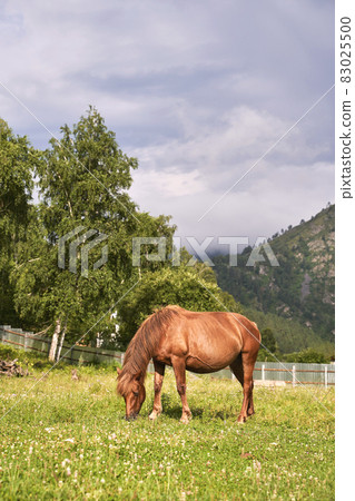 Vacation landscape. Horse outdoor in evening. Russian Altai mountains. Chemal 83025500