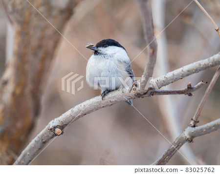 Cute bird the willow tit, song bird sitting on a branch without leaves in the winter. 83025762