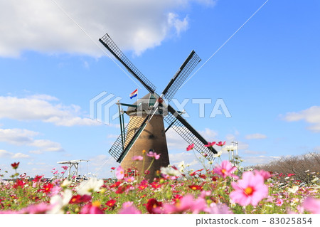 Sakura Furusato Square Windmill and Cosmos 83025854