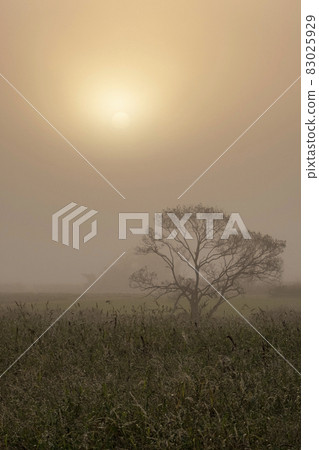 Dawn of fog (Hiruzen Plateau) Dawn of fog (Hiruzen Plateau) 83025929