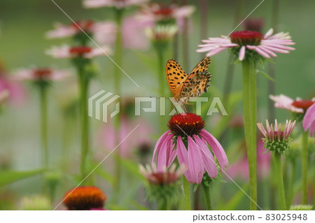 Indian fritillary and Echinacea flowers Indian fritillary and Echinacea flowers 83025948