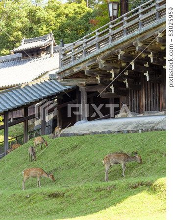 Todaiji Nigatsudo and deer Todaiji Nigatsudo and deer 83025959