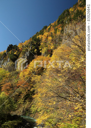 Autumn leaves of Tianjin 83026641