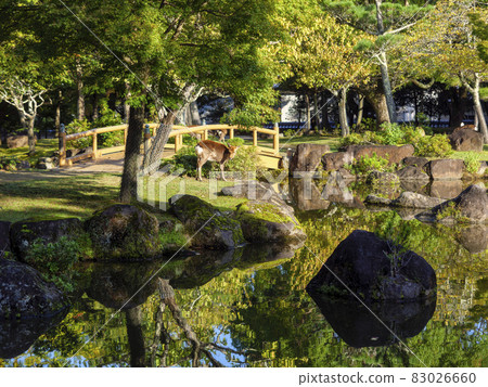 [Nara Park] Sansha Pond and Deer in Kasuganoenchi 83026660