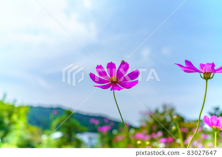 Cosmos swaying in the wind Cosmos swaying in the wind 83027647
