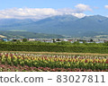 北海道的夏天 83027811