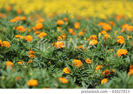 黃花(特寫) 黃花(特寫) 83027813