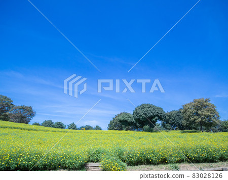 Lemon bright field 83028126