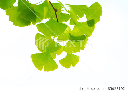 Ginkgo biloba which began to color 83028192
