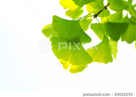 Ginkgo biloba which began to color 83028193