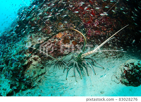 lobster lobster 83028276
