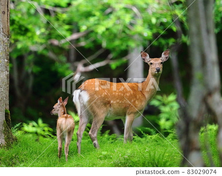 Ezoshima的父母子女 83029074