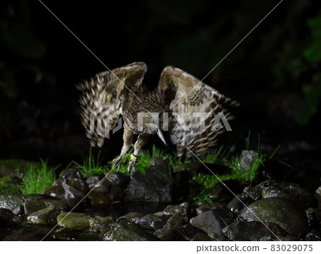 Flying owl Flying owl 83029075