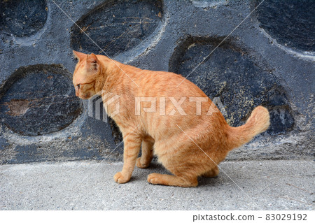 Lovely cat playing on street Lovely cat playing on street 83029192