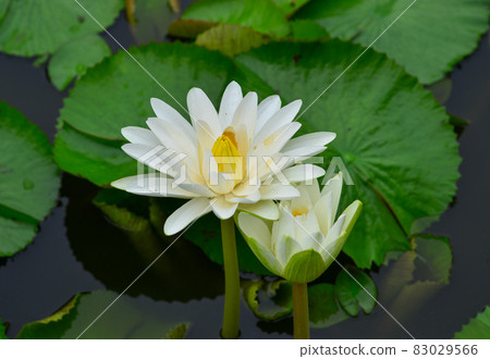 White waterlily flowers blossom on the pond 83029566