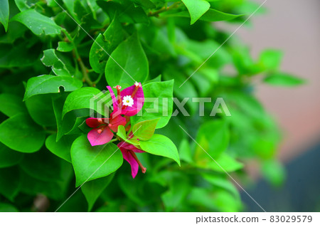 Beautiful magenta bougainvillea 83029579