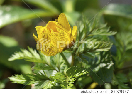 早春黃（金）花的花是吉祥的 83029987