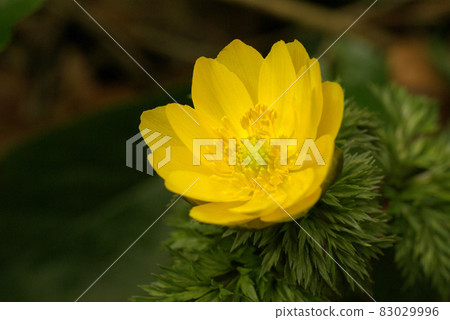 The yellow (golden) flowers of Adonis ramosa in early spring are auspicious The yellow (golden) flowers of Adonis ramosa in early spring are auspicious 83029996