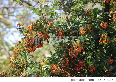 Red fruit of Pyracantha in the autumn park Red fruit of Pyracantha in the autumn park 83030087