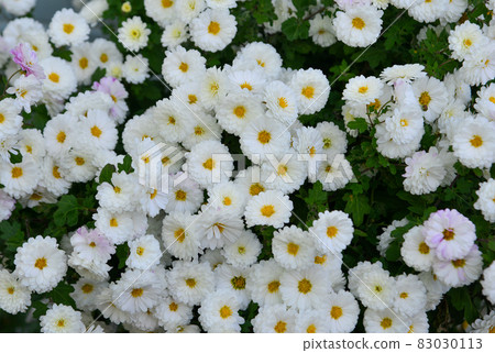 Yellow daisy flowers blooming at sunny day Yellow daisy flowers blooming at sunny day 83030113